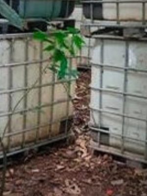 A Polícia Militar do Amazonas (PMAM), por meio do 3º Batalhão de Polícia Militar (BPM), realizou uma operação que resultou na localização e destruição de um acampamento usado para abastecimento de aeronaves vinculadas ao transporte de entorpecentese. A ação foi efetuada na tarde de quarta-feira (22), no município de Juruá (a 674 quilômetros da capital).